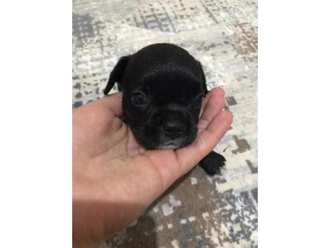 Kaliteli tieger dişi yavru french bulldog