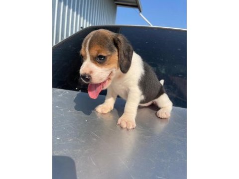 Safkan beagle bebeklerimiz teslime hazır