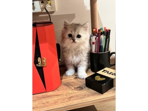 Muhteşem chinchilla bebeklerim yuvalarına gitmeye hazır
