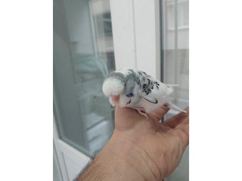 Yavru yeme düşmek sağlıklı jumbo muhabbet kuşu