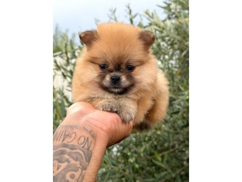 Pomeranian boo dişi yavrular