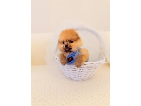 Teddy bear pomeranian