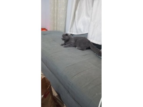British shorthair 7 aylık