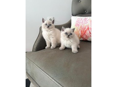 Mükemmel british shorthair bebekler