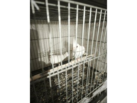 Yavru albino sultan papağanı
