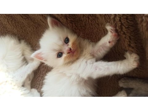 Kırıkkale içi british shorthair