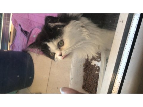 Sevimli exotic shorthair yavru