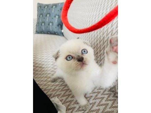 2 aylık mama ve wc eğitimli blue point scottish fold