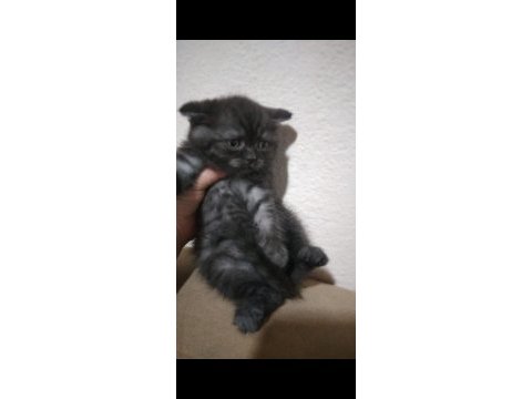 British shorthair 2 aylık