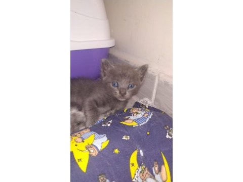 Anne mavi rus kedisi baba british longhair yavruları