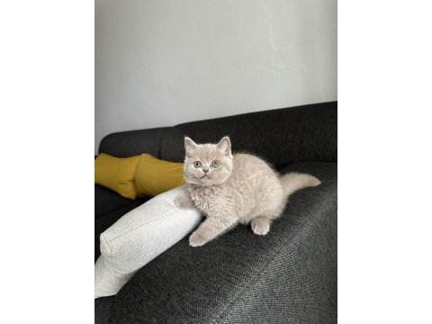 Lilac british cinsi yavrumuza aile arıyoruz