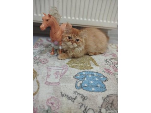 Şımarık kardeşler chinchilla