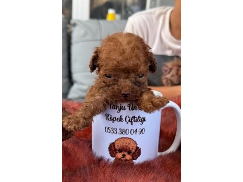 Kore toy poodle yavrularımız 