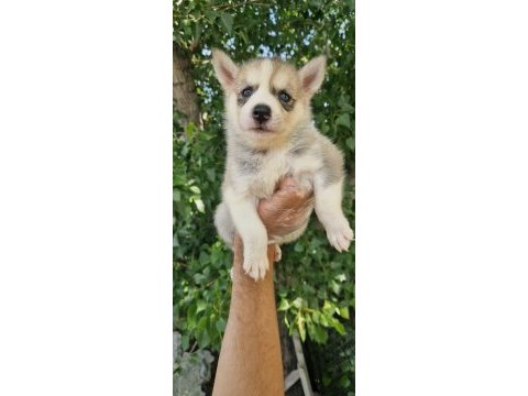 Renk renk husky yavrularımız