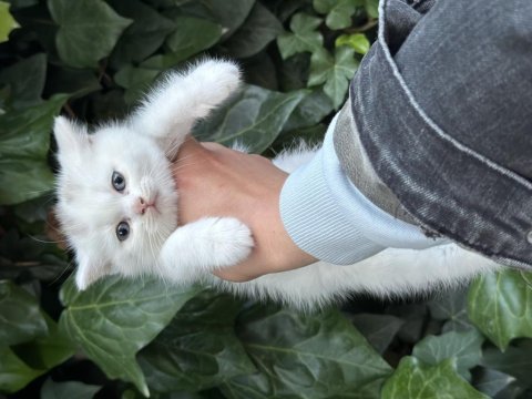 British shorthair bebekler