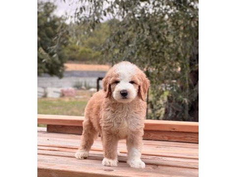 Particolor labradoodle yavrular