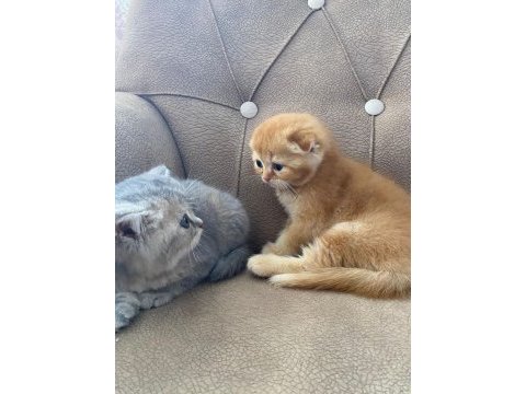 2 haftalık scottish fold