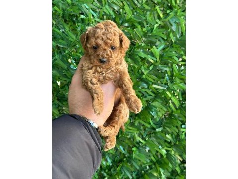 Irk ve sağlık garantili poodle