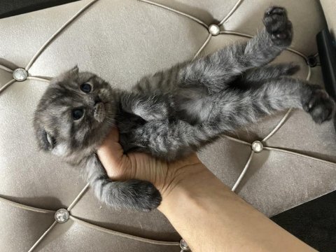 2 aylık scottish fold yavrularımız
