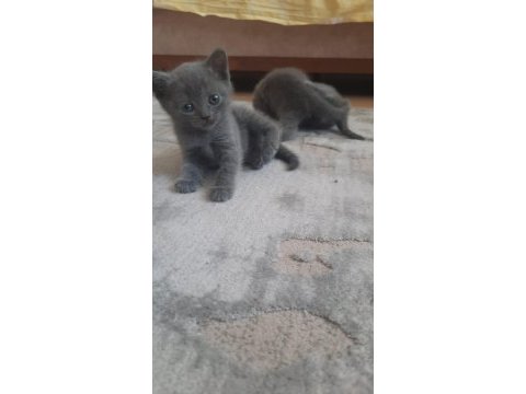 Scottish fold 45 günlük tuvalet ve mama egitimlidir