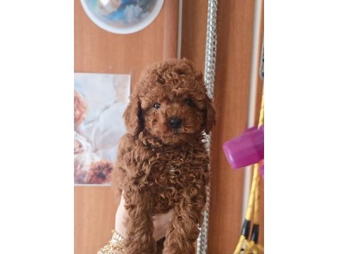 Yavru toy poodle