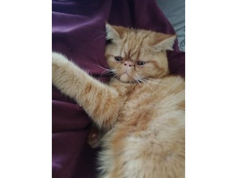 İran kedisi garfi