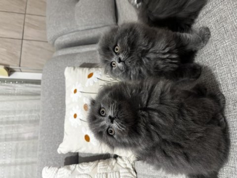 İpek tüylü scottish longhair yavru