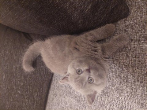 British shorthair bluepoint ,eğitimli dişi kedi