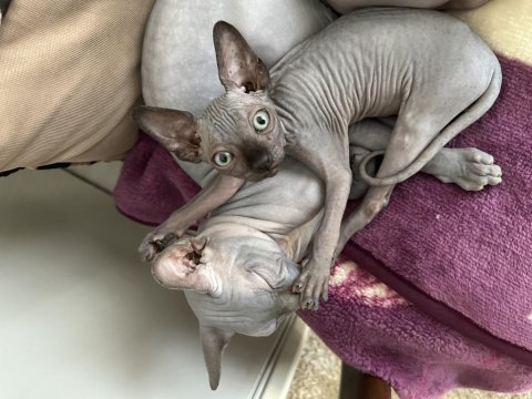 Has kan sphynx(sfenks)
