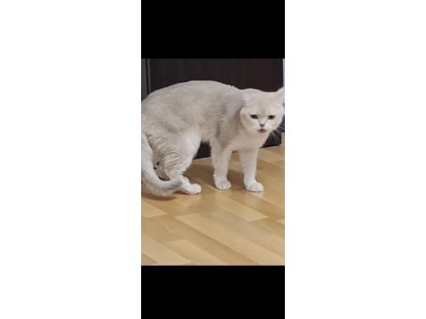 British golden shorthair şecereli erkek