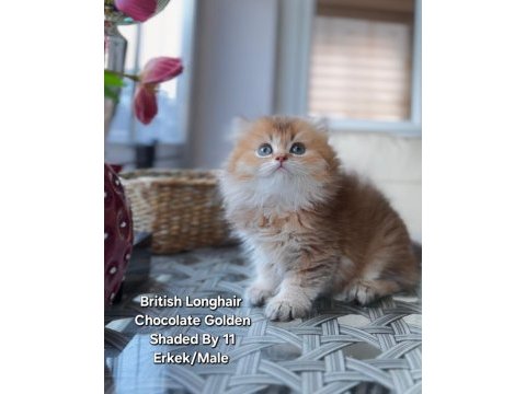 British longhair 2 kardes yeni yuvalarına gitmeye hazirlar