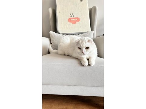 Güzel kedimizi sahiplendiriyoruz