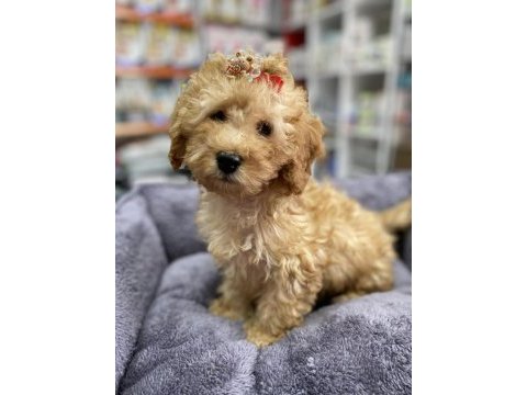 Secereli red brown babadan toy poodle yavrumuz