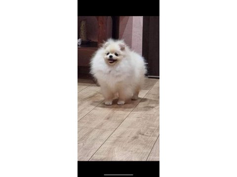 Dişi pomeranian
