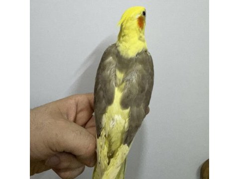 Eğitimli yavru sultan papağanları