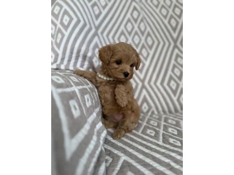 Kore maltipoo yavrular