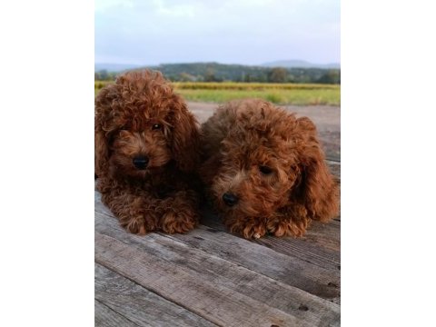 Toy poodle yavrularımız