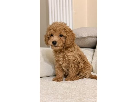 A kalite maltipoo bebekler