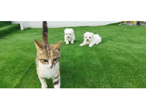 Mini boy büyümeyen yavru köpekler