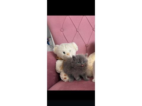 Mükemmel british longhair bebekler