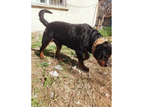 Safkan erkek üst düzey alan koruma rottweiler