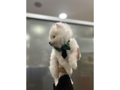 Sıfır numara pomeranian bebekler
