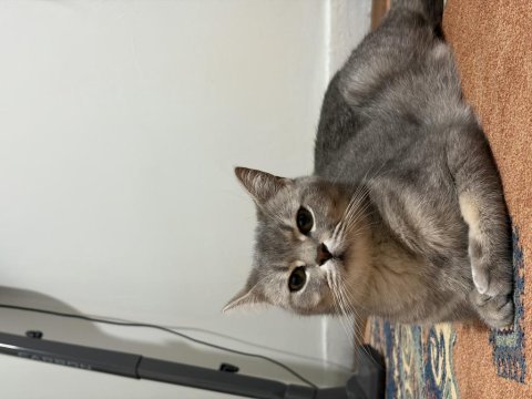 Dişi british shorthair