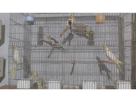 Sultan papaganı yavru kızma çift japones muhabbet kuşu