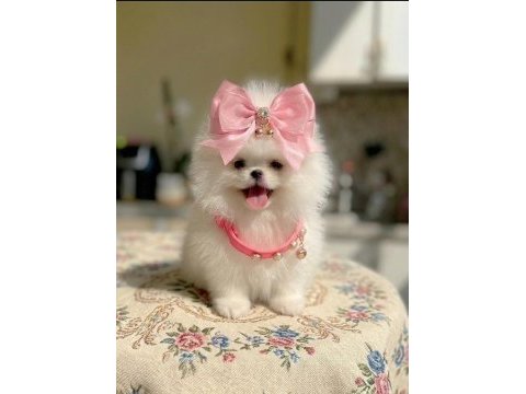 Kore kanlı mini boy pomeranian prenses