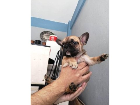 French bulldog 2 aylık bebekler