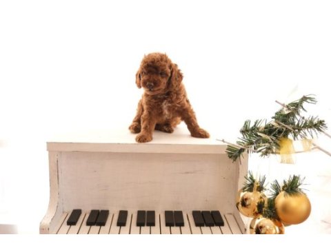 Toy poodle bebeklerimiz
