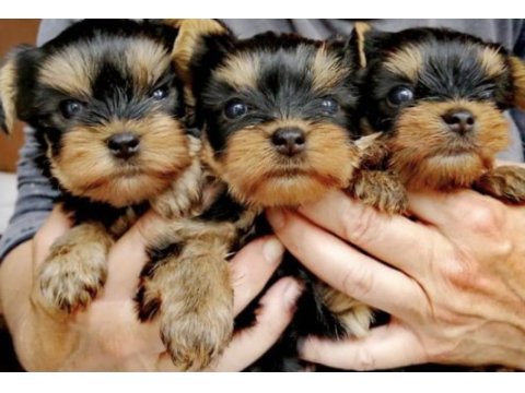 En güzel ve safkan yorkshire terrier yavrular