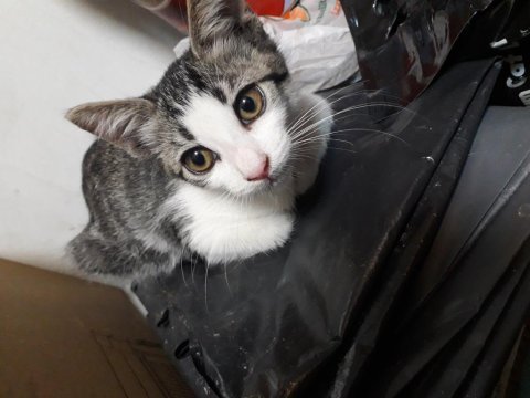 Apartmana bırakılmış kediyi ücretsiz sahiplendirme