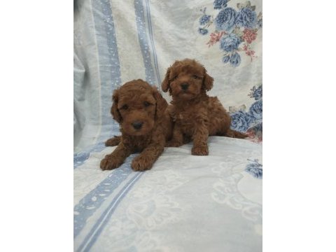 Kaliteli poodle yavrularimiz